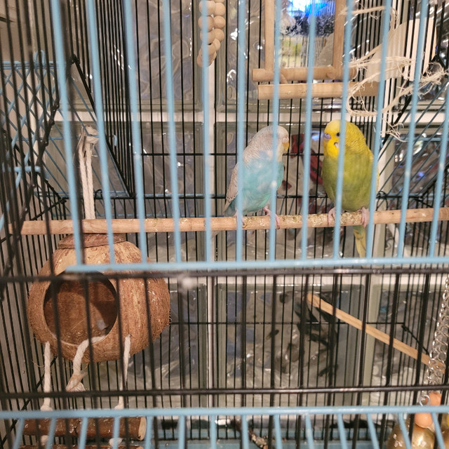 Two budgies and cage in Birds for Rehoming in Burnaby/New Westminster - Image 3