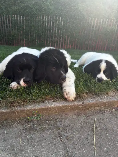 Chiots Terre-Neuve, View more