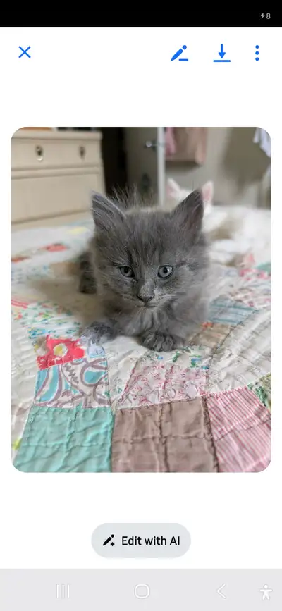 3 loving fliffy kittens ready to go eating cat food litter trained. If interested give me call 343-5...