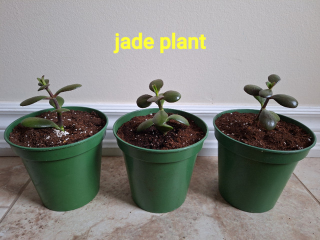 Jade Plants in Plants, Fertilizer & Soil in Oakville / Halton Region