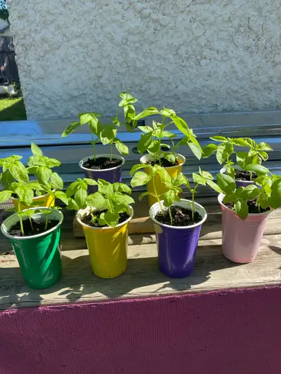 Basil plant seedlings, View more