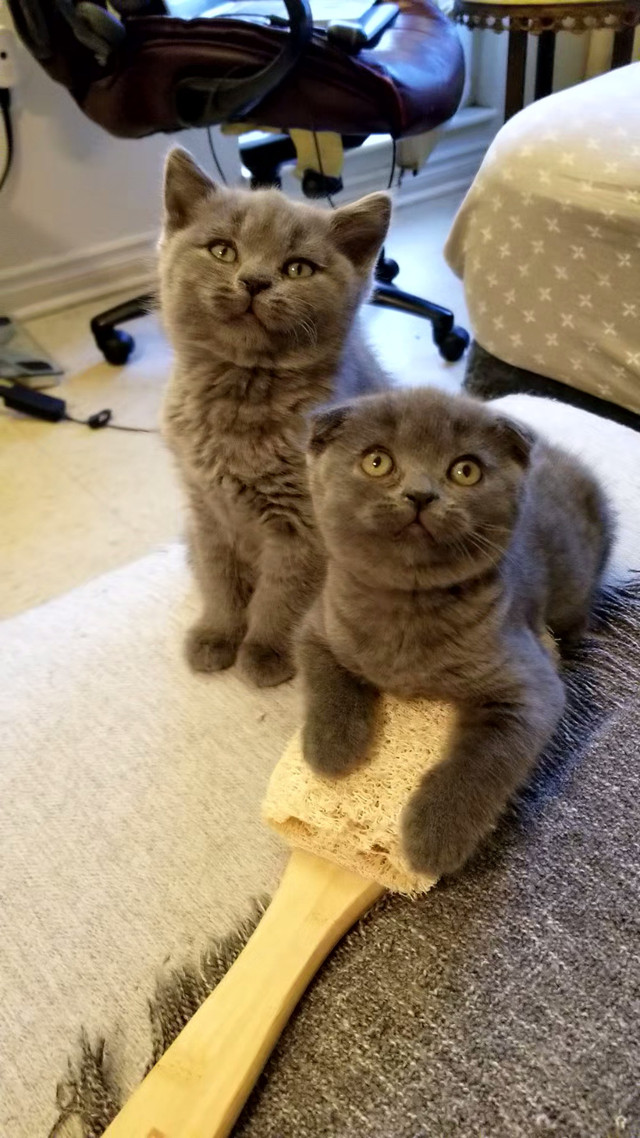 Purebred Scottish Fold and Straight Shorthair kittens. in Cats & Kittens for Rehoming in Ottawa - Image 4