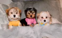 Tiny toy morkie puppies  available.