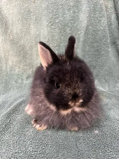 Netherland Dwarf Doe, View more