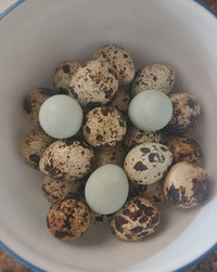 Quail eggs for eating