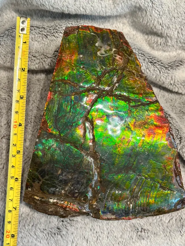 huge ammonite/ammolite display in Arts & Collectibles in Lethbridge - Image 5