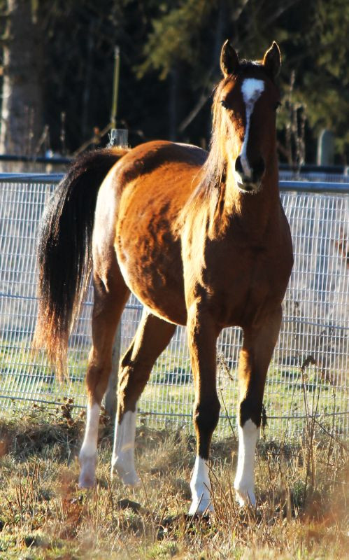 Bay Sabino Purebred Arabian Filly in Horses & Ponies for Rehoming in Edmonton - Image 4