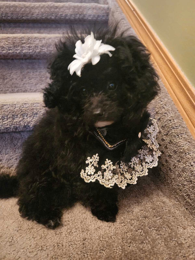 ❤️ TCUP POODLE (2lb) teeny- tiny! Purebred  in Dogs & Puppies for Rehoming in Edmonton - Image 2