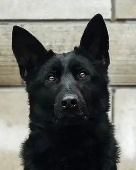 CKC REG-D WORKING LINE TRAINED BLACK GERMAN SHEPARD FEMALE SALE, View more