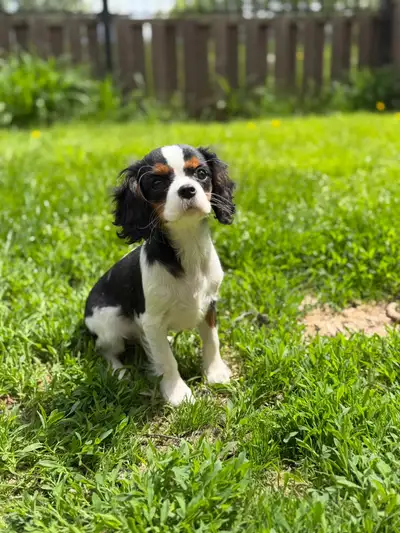 Chiot fem cavalier king charles pret a rejoindre leurs familles, View more