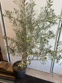FOR SALE : Large  Olive Trees, 6 feet tall in a 15 Gallon Pot.