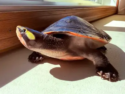 Pink Belly Sideneck Turtle, View more