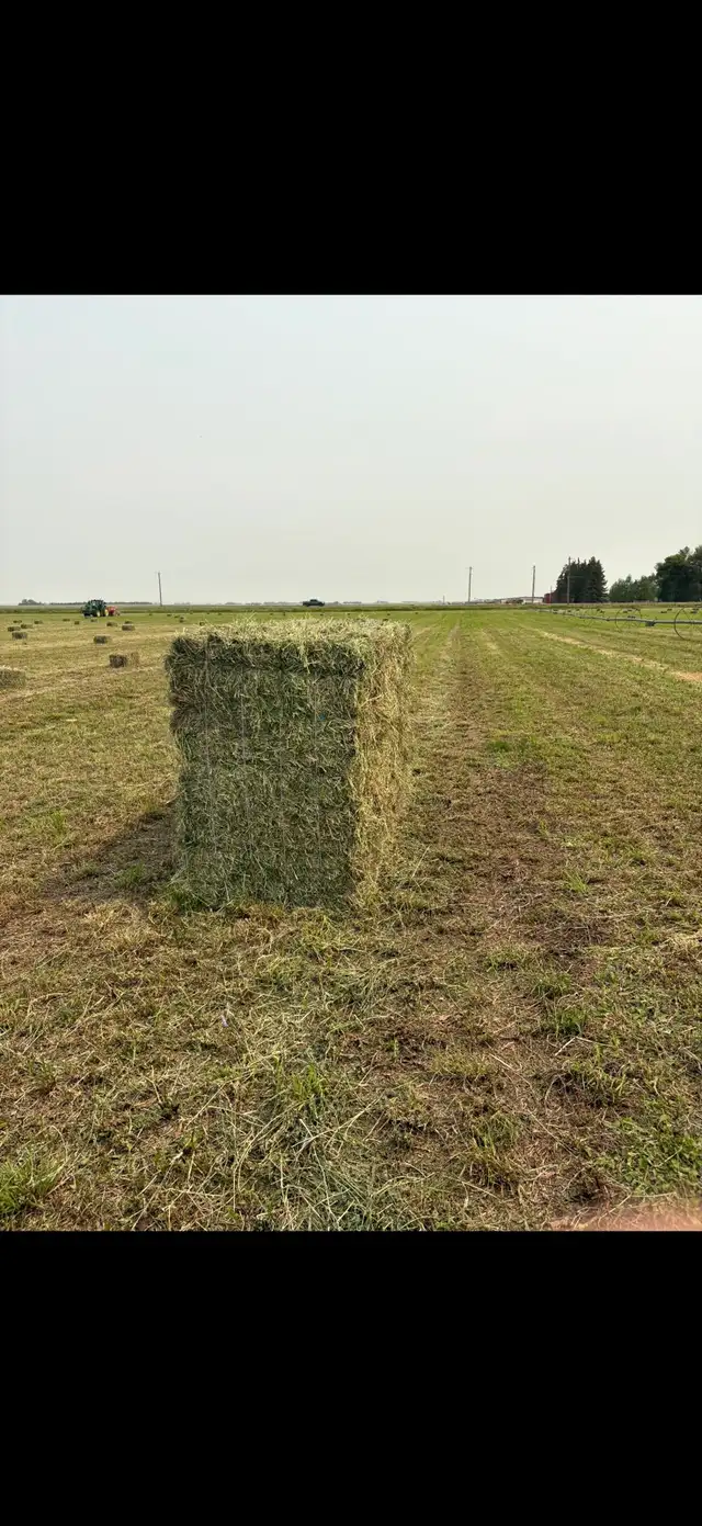 Small square bales alfalfa grass mix | Livestock | Lethbridge | Free ...