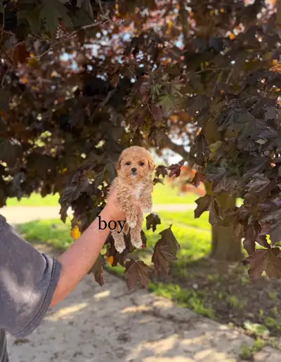 Toy poodle x Bichon puppies , View more