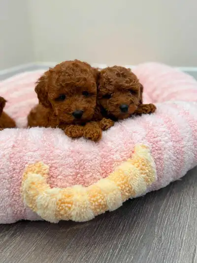 Red Toy Poodle Puppies !!, View more