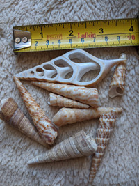 Ocean shells