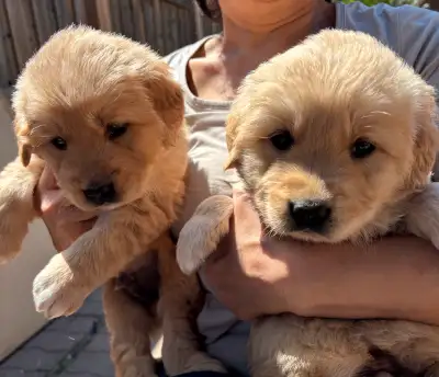 Pure Golden Retriever puppies, View more