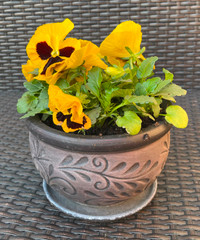 Pansies in Decorative Terracotta Pot