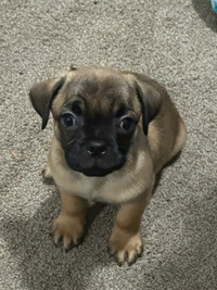Rehoming pug x pup