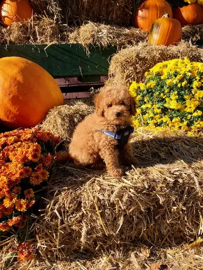 CALVARY KENNEL POODLES, View more