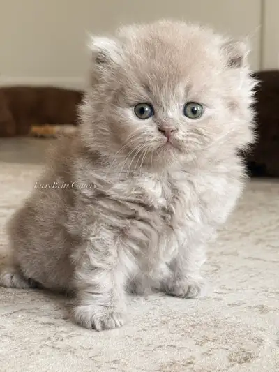 British Longhair & Shorthair Kittens, View more