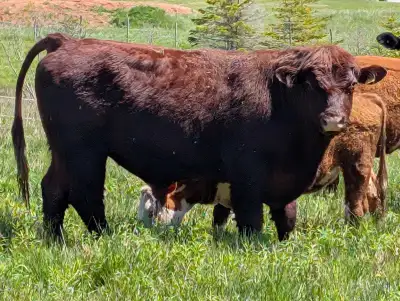 Lincoln red bull for sale, View more