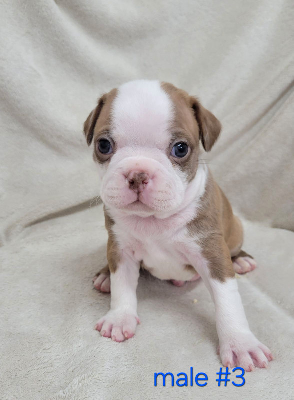 Red boston terrier puppies *parents genetically tested in Dogs & Puppies for Rehoming in City of Toronto - Image 3