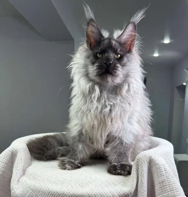 NIGHTHAWK- SHOWSTOPPER BLACK SMOKE MAINE COON male PET, FIXED