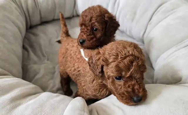 Dark Red Miniature Poodles in Dogs & Puppies for Rehoming in City of Toronto - Image 8