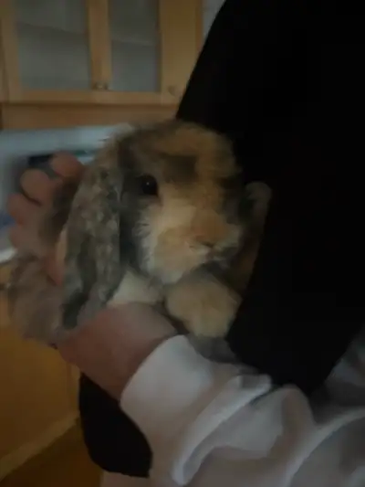 Holland Lop bunny, View more