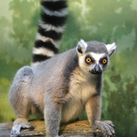 Older pair of Ring tail lemurs 