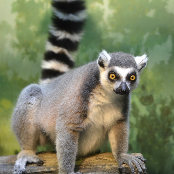 Older pair of Ring tail lemurs  in Other Pets for Rehoming in Kitchener / Waterloo