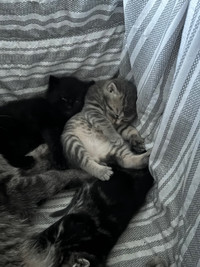 Baby Kittens 
