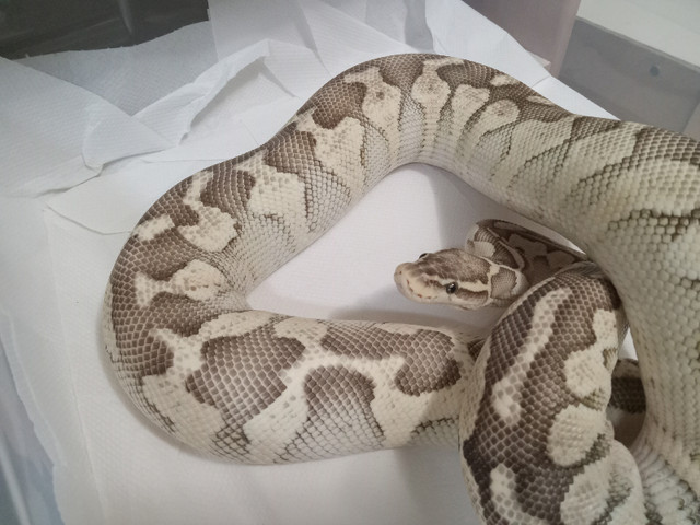 Ball pythons for sale in Reptiles & Amphibians for Rehoming in Edmonton - Image 2