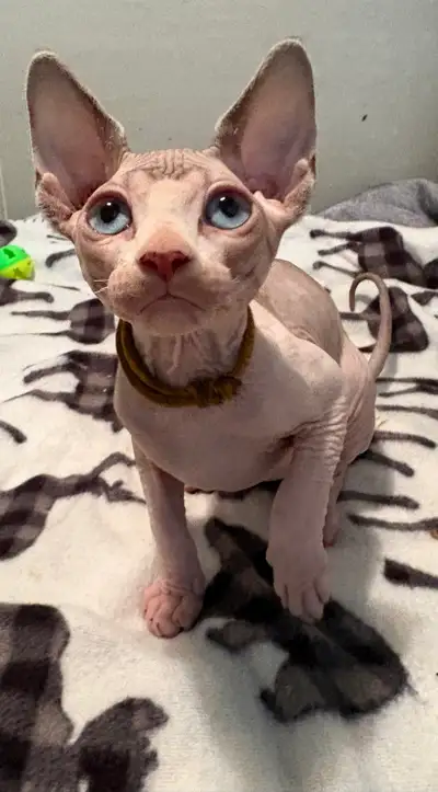 Sphynx kittens, View more
