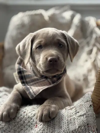 Labrador Puppies! Silver & Charcoal Spring 2026, View more