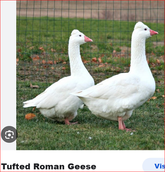 JE CHERCHE DEUX OIES BLANCHES dans Animaux de ferme  à Sherbrooke - Image 2