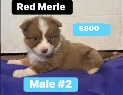 miniature  australian shepherd puppies(3 left), View more