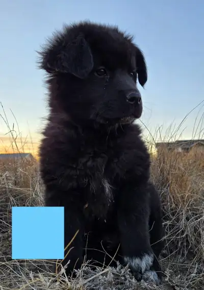 ONE LEFT Great Pyrenees-German Shepherd Puppy, View more