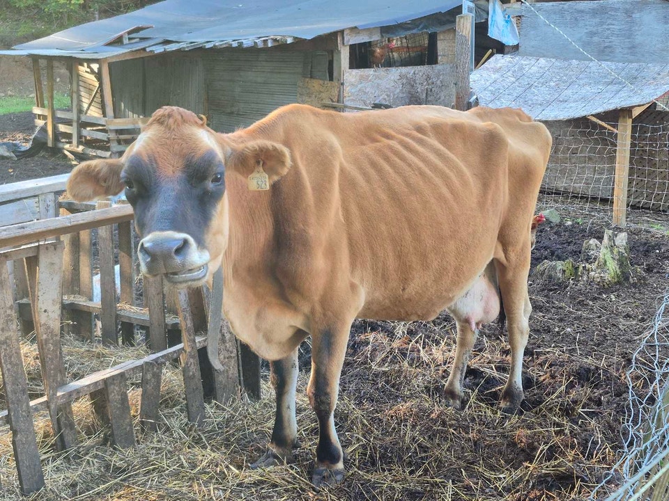 Jersey Cow | Livestock | Trenton | Free local classifieds - Kijiji