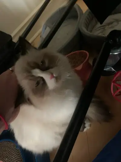 Gorgeous 4 month old rag doll kitten for rehoming $800, View more