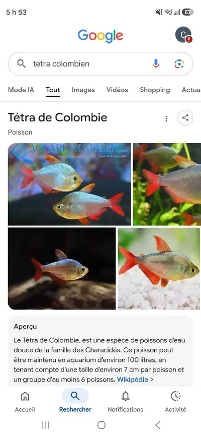 Recherche scalaire et tetra colombien, View more