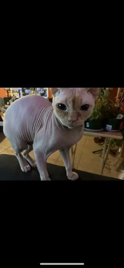 chat a vendre, View more