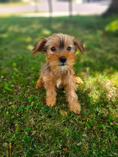 Shorkie Puppies (Shihtzu X Yorkie) Small breed, View more