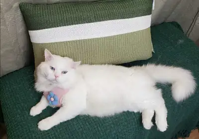 Maincoon/Ragdoll male kitten , View more