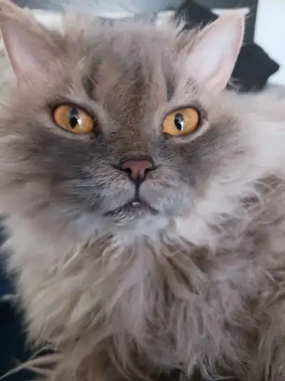Je vends un magnifique chaton Selkirk Rex mâle, avec un superbe motif tabby bleu. Ce chaton est plei...