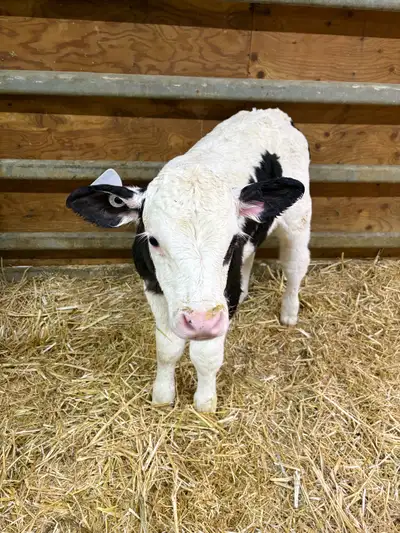 Semmental Holstein cross calves, View more