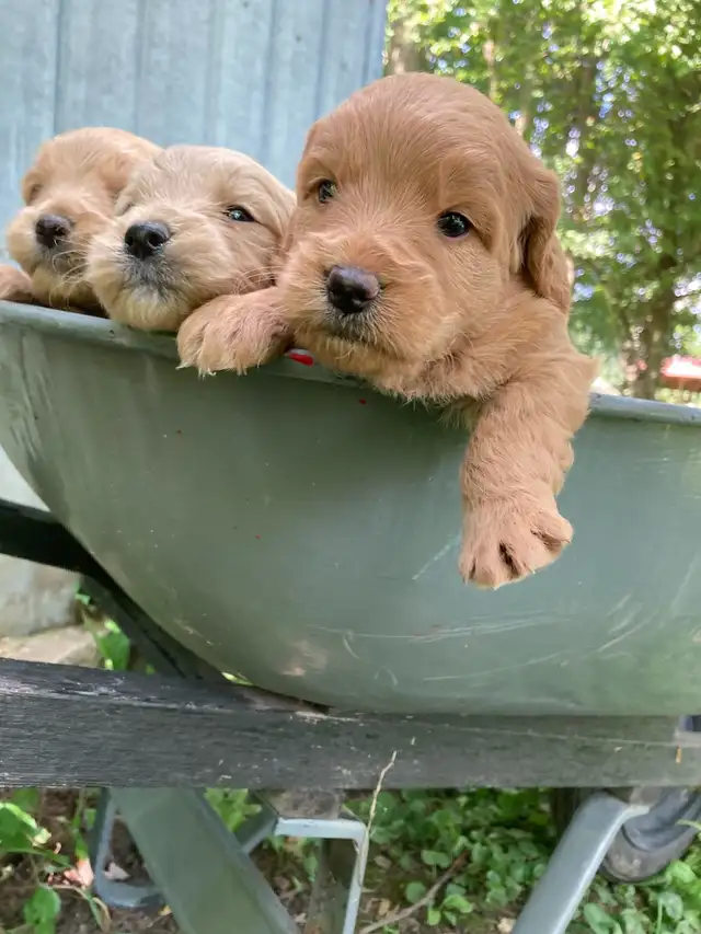Mini Goldendoodle Puppies - DNA Testing and Health Guarantee in Dogs & Puppies for Rehoming in Guelph - Image 4