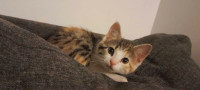 A kitten for adoption/crossbreed of a domestic cat and a Bengal 