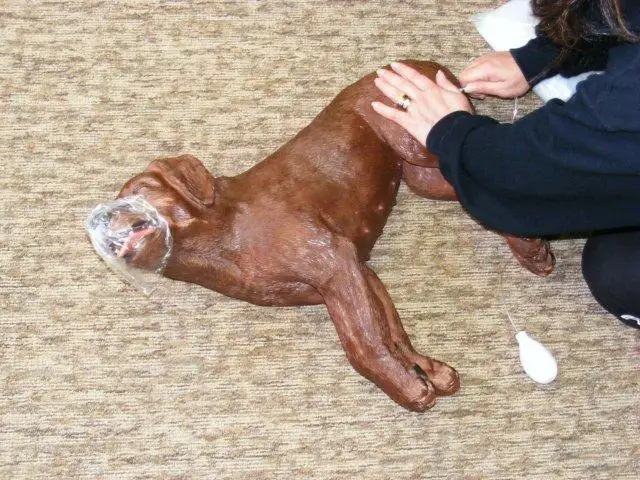 Pet First aid course471854969646622721